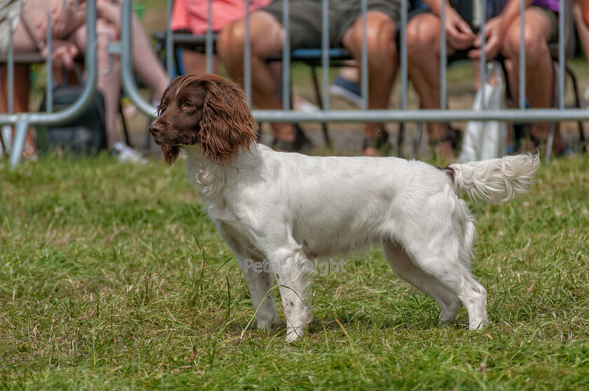 GE-Show22 170722 1932-copy 
 SONY DSC 
 Keywords: Great Eccleston Show, Great Eccleston and District Agricultural Show, Great Eccleston, Agricultural Show, Great Eccleston Show 2022,Agricultural Show, Farming Exhibition, Livestock Showcase, Rural Event, Country Fair, Showground, Equestrian Events, Agricultural competitions, Farm Animals, Horticultural Displays, Food and Drink Stalls, Crafts and Local Produce, Entertainment and Attractions, Children's Activities, Dog Shows, Vintage Machinery, Vintage Tractors, Country Lifestyle, Tractor Pulling